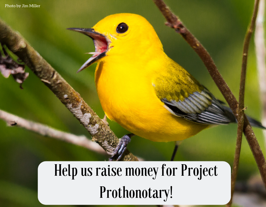 Help us raise money for Project Prothonotary!