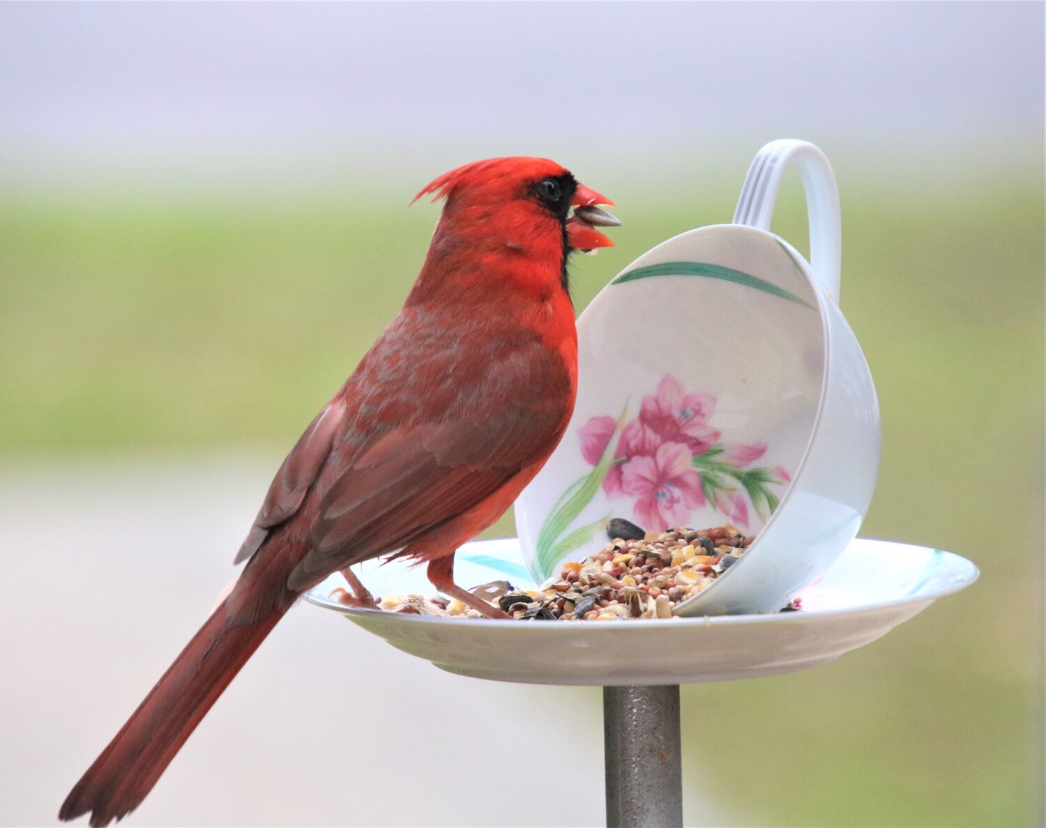 DIY: Teacup Bird Feeder