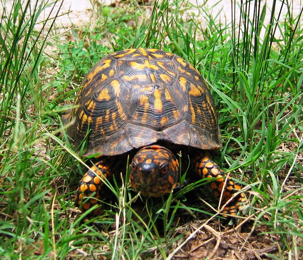 Helping SC’s Herps