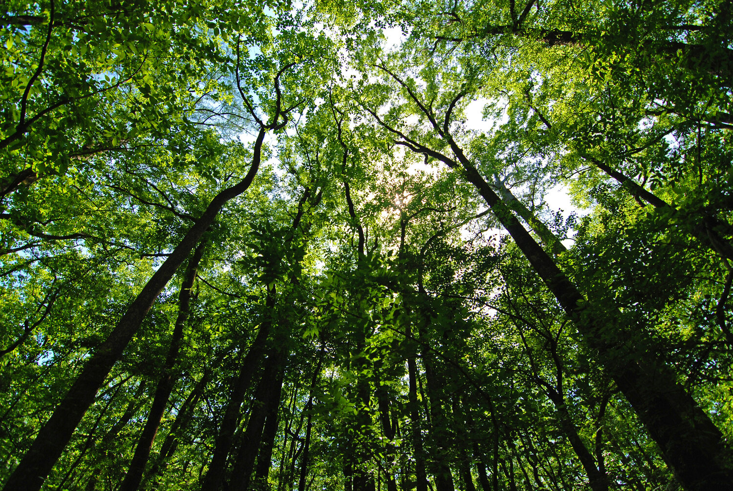 Conservation Corner: Earth is a living classroom