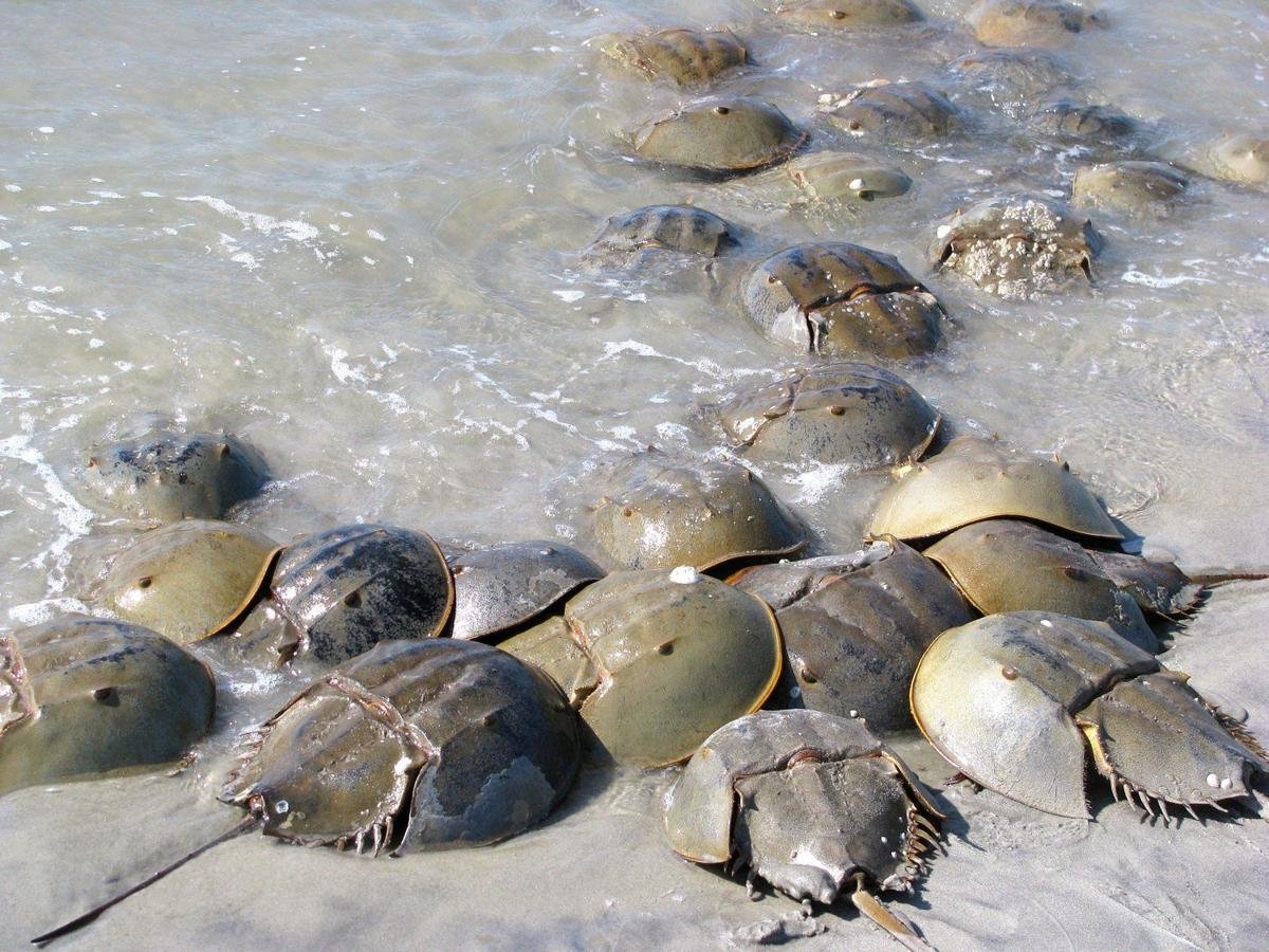 GILBERT: Save horseshoe crabs from biomedical use