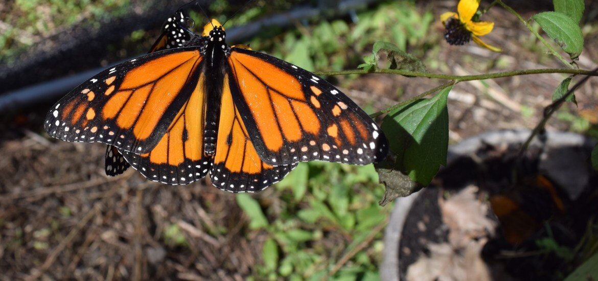 Greenville’s Mayor Pledges to Save the Monarch Butterfly