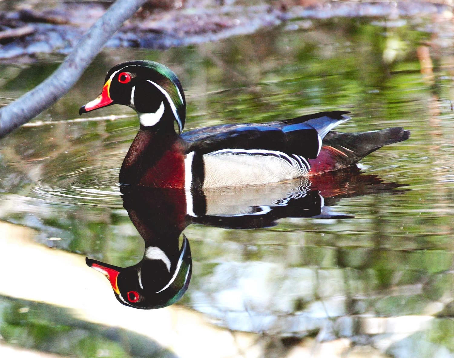 SCWF Upstate Nest Box Program