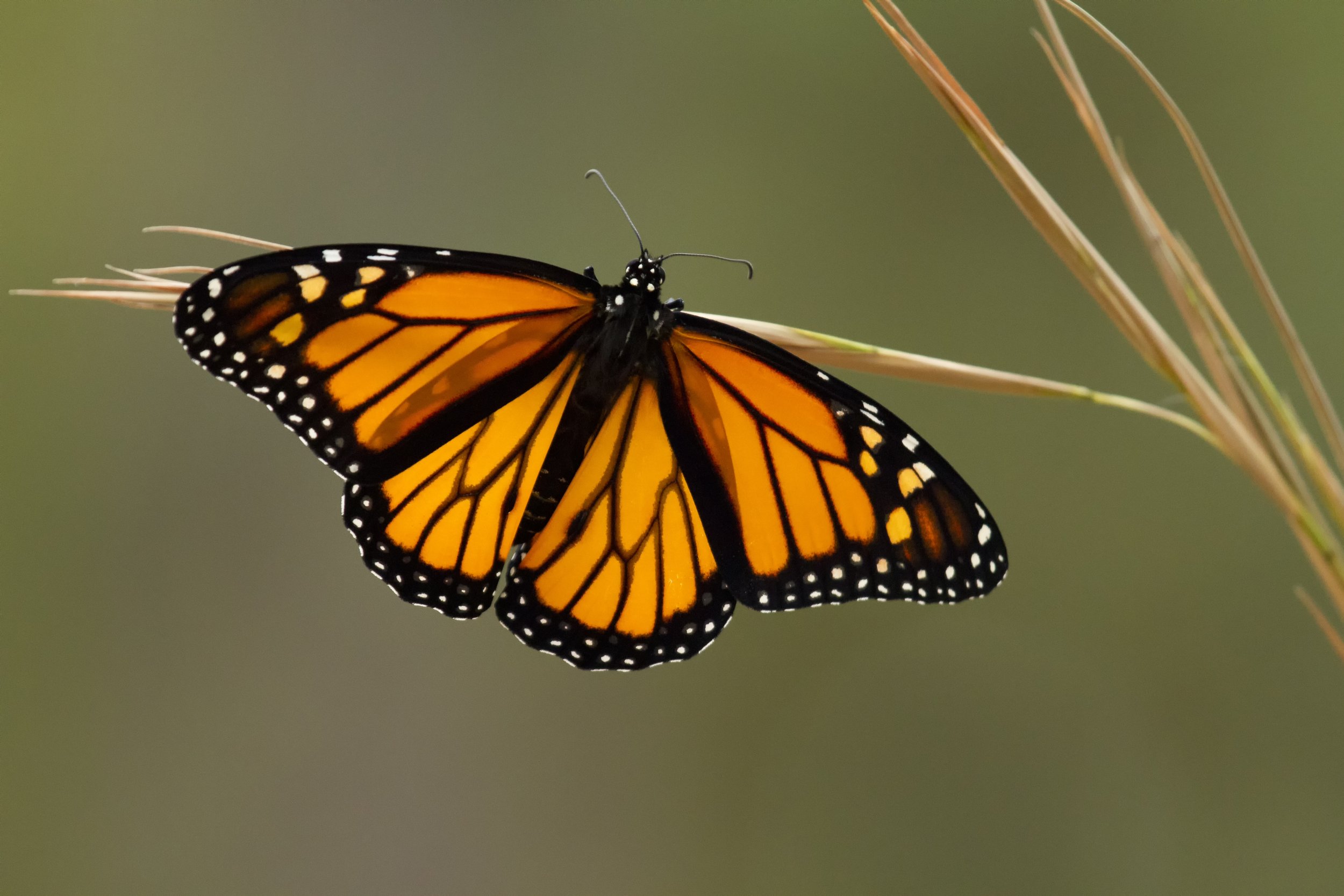 Want to help Monarch butterflies…? Here’s how to create habitat for free!