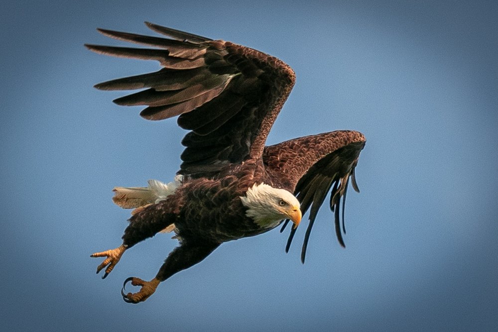 Endangered Species Act: Bald Eagle
