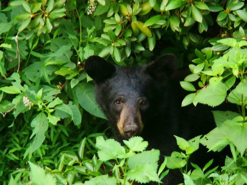 Most Significant Wildlife Conservation Bill in Half Century’ Passes U.S. House