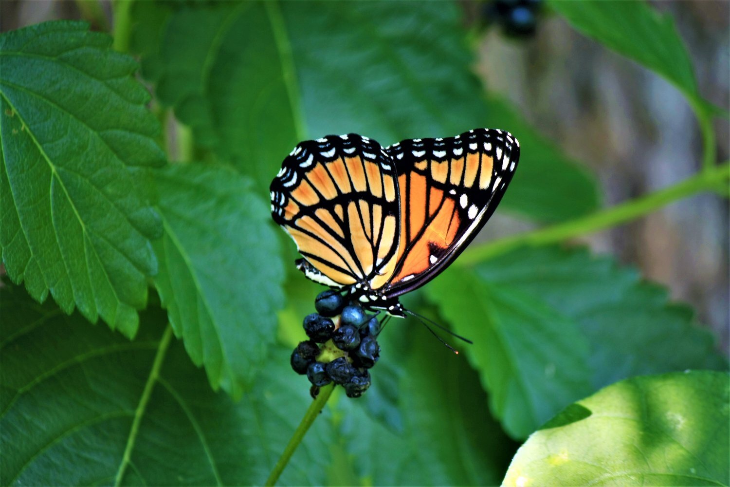 A Garden for Wildlife Month Story: Community Habitat Leader Spotlight