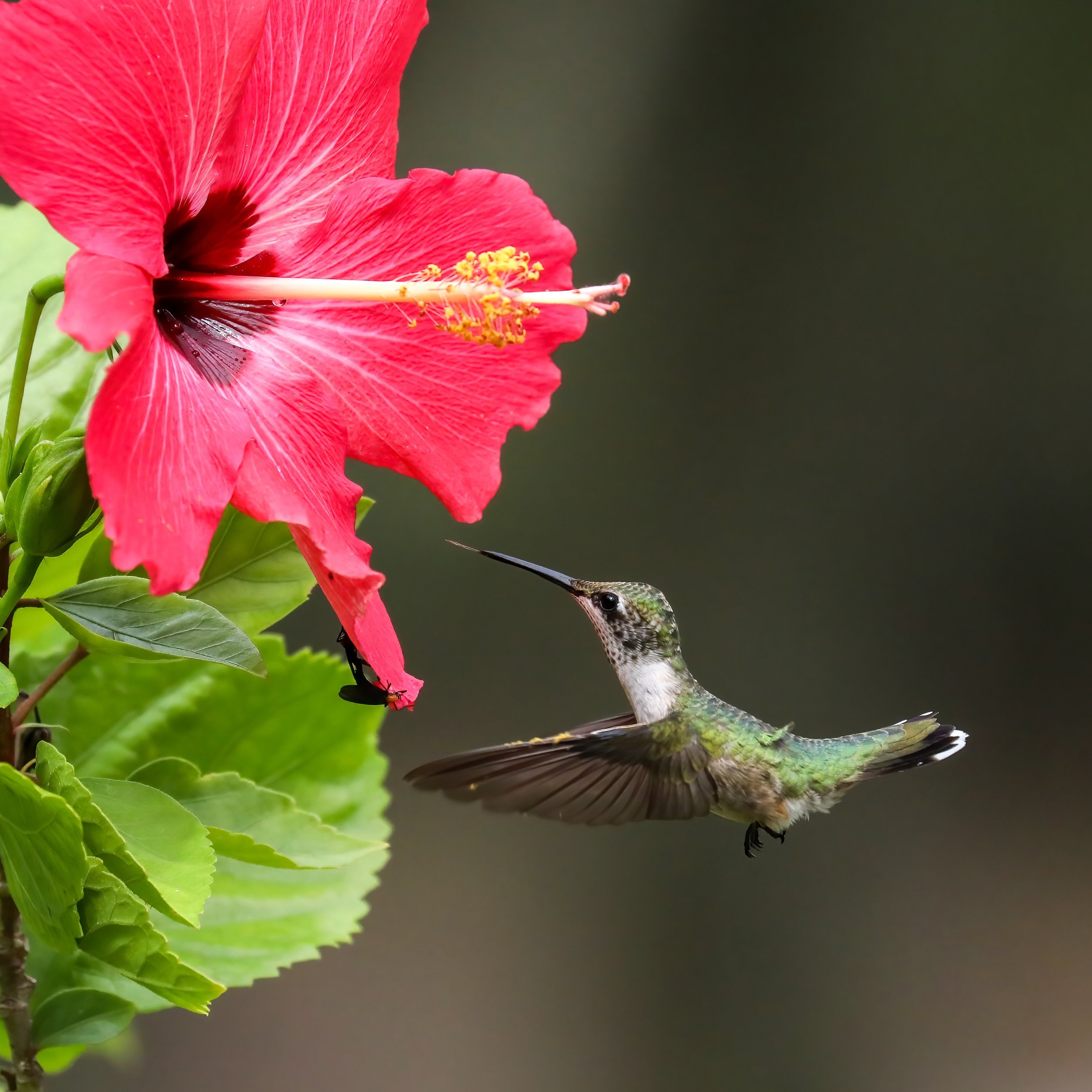 A Pollinator Picnic: Stopping to Smell the Flowers