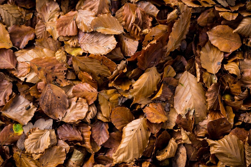How Fallen Leaves Support Moths and Butterflies