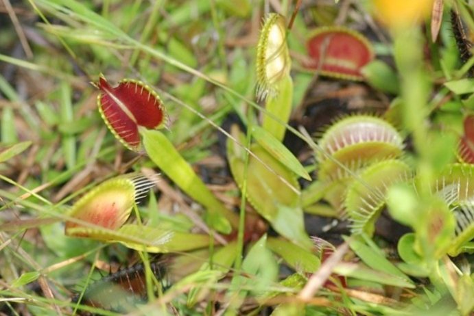 Venus Flytrap Bill at the SC State House