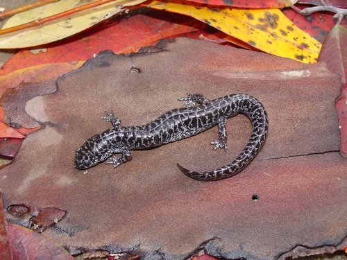 Endangered Species Act: Frosted Flatwoods Salamander