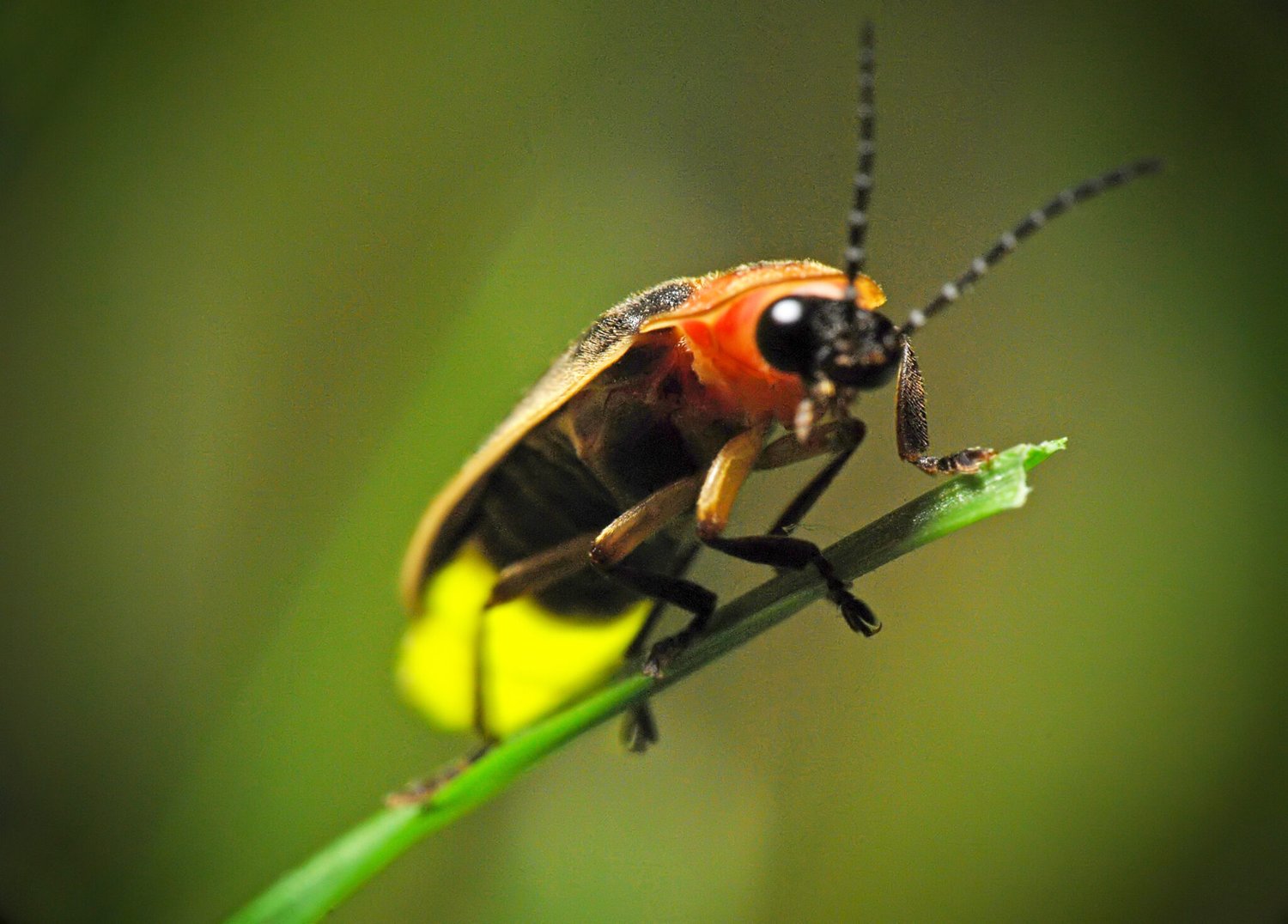 Leave the Leaves to Save Fireflies!