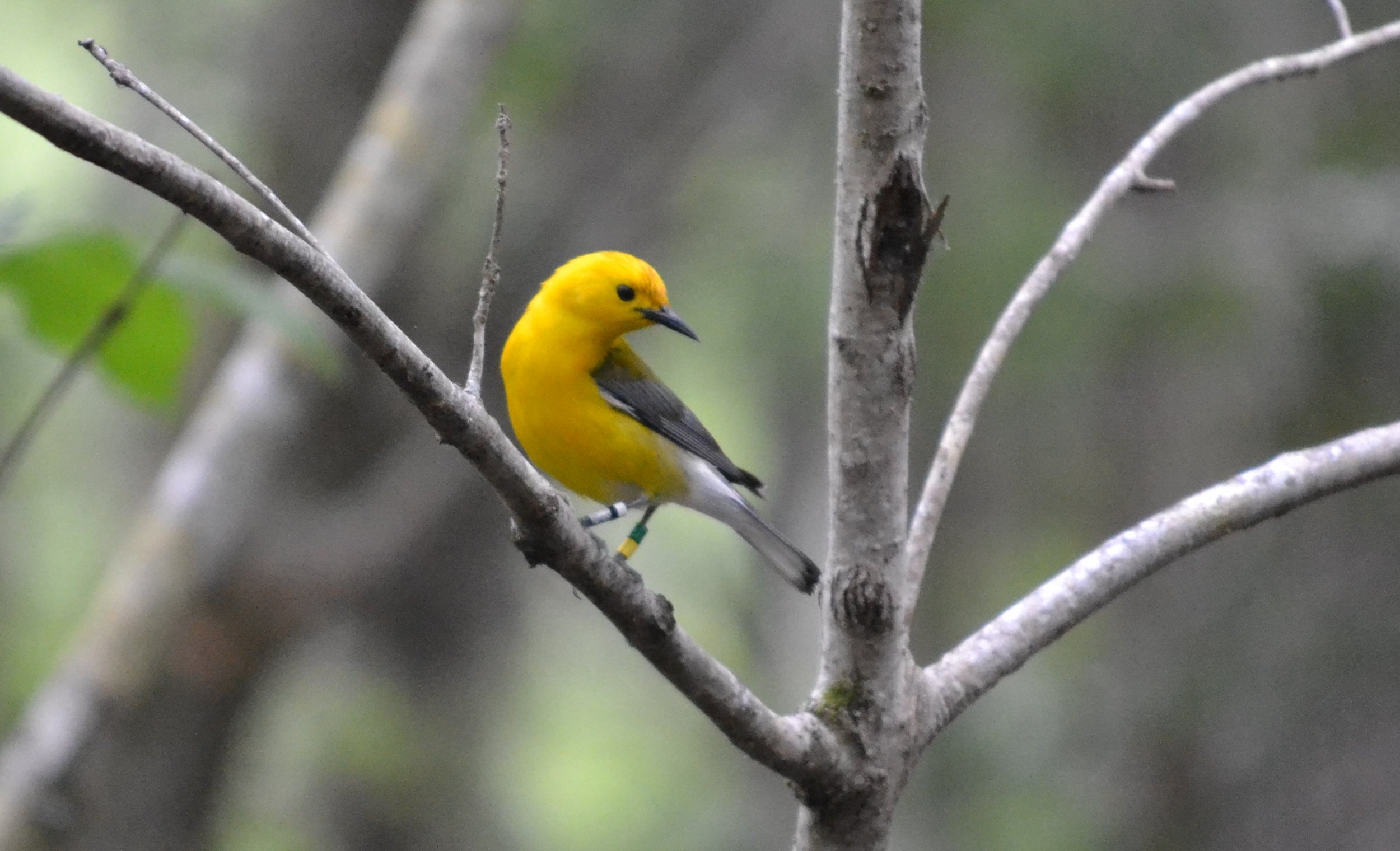 GREEN: Graham-backed bold, bipartisan wildlife bill is running out of time