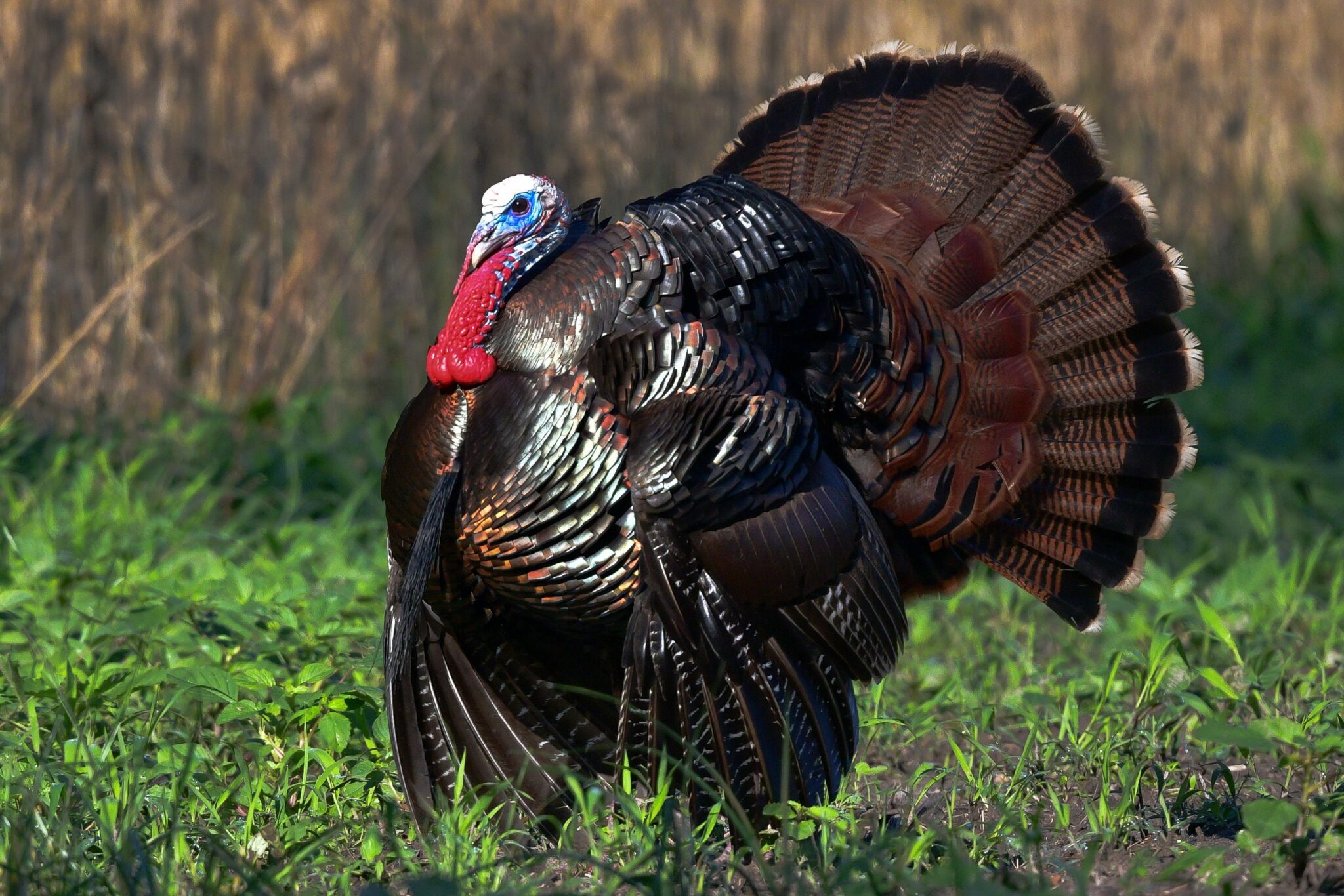 Turkey Rtagging Tactics for Tagging Toms by Alex Killman - South Carolina Wildlife ...