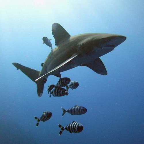 Endangered Species Act: Oceanic Whitetip Shark