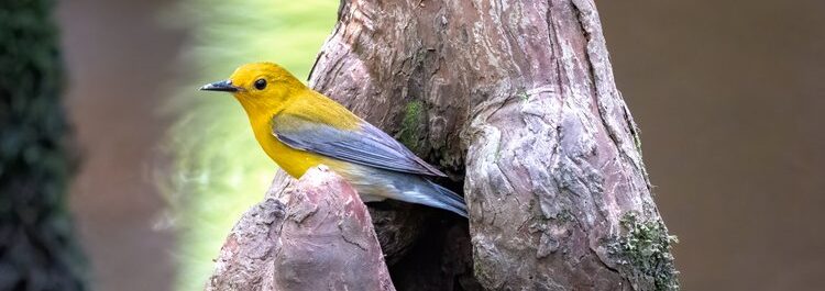 9-year-old tells SC lawmakers that prothonotary warbler should be state’s official migratory bird