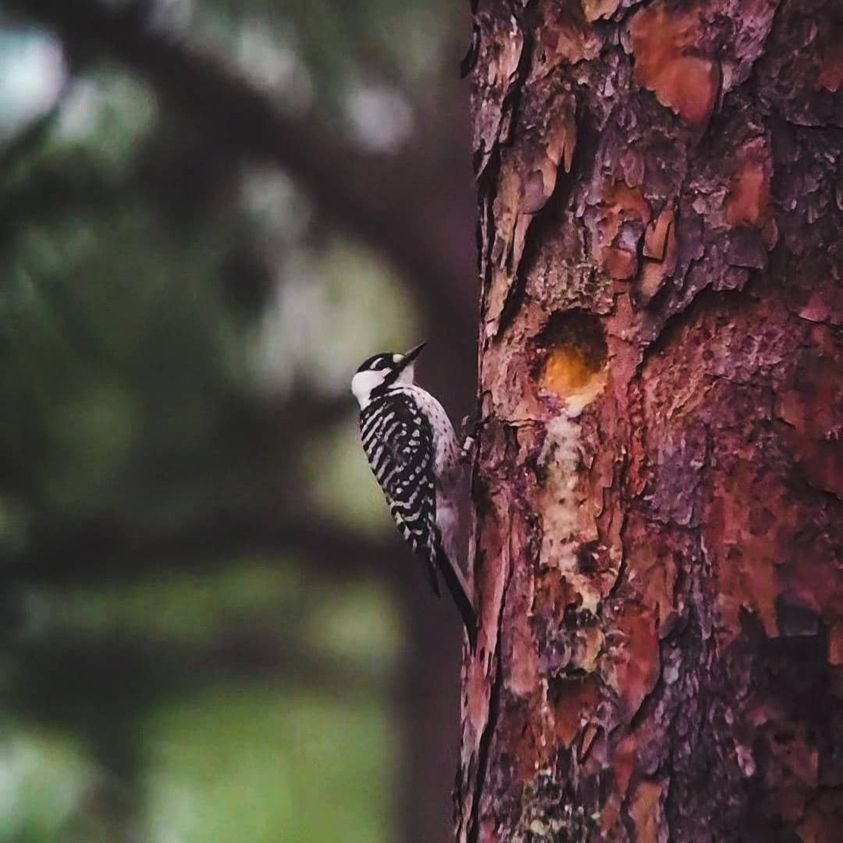 Endangered Species Day: Red-cockaded woodpecker