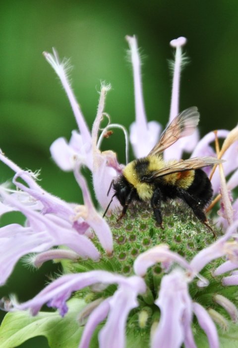 Endangered Species Act: Rusty Patched Bumble Bee