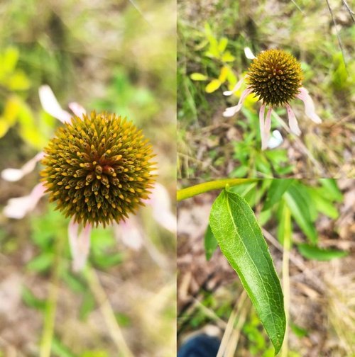 Endangered Species Act: Smooth Coneflower