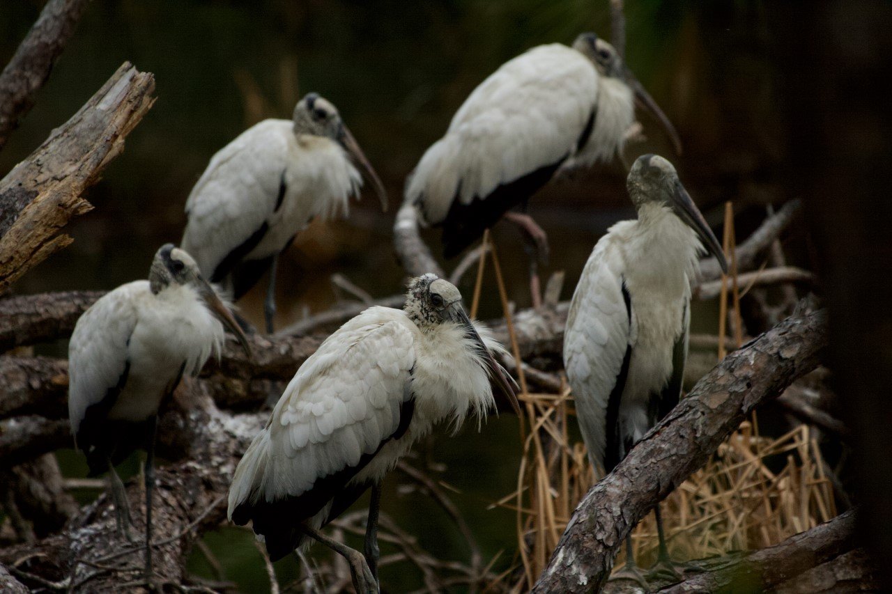 Endangered Species Act: Wood Stork