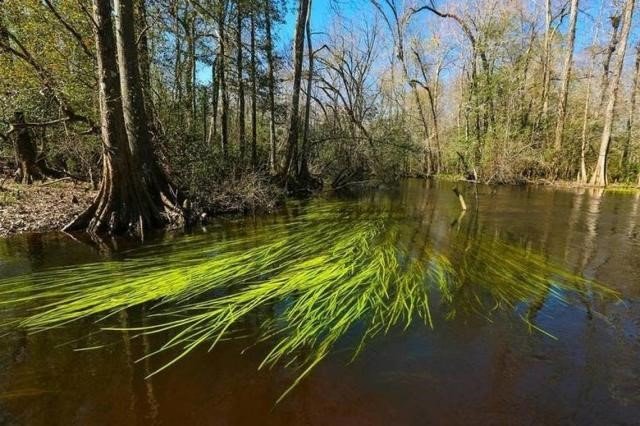 FRETWELL: Megafarms could suck rivers dry because state agency isn’t following law, groups charge