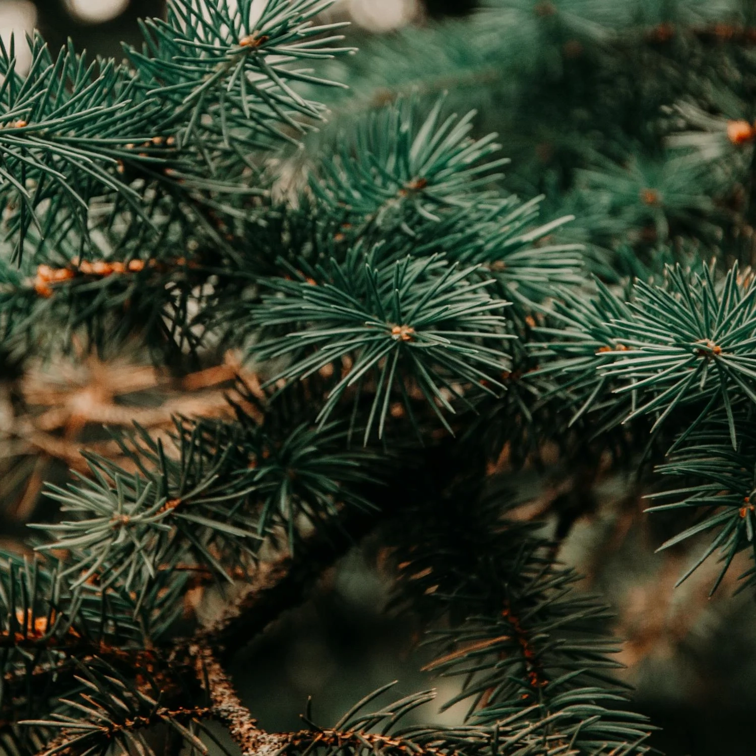 SCWF’s Holiday Drop In