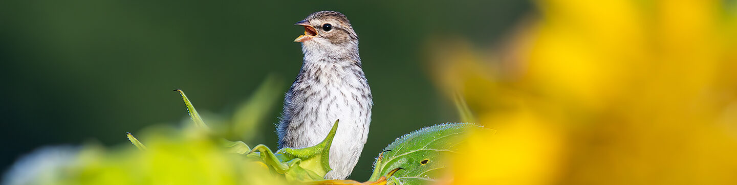 Bipartisan Grasslands Conservation Effort Will Help Reverse Wildlife Crisis, Restore Endangered Landscapes