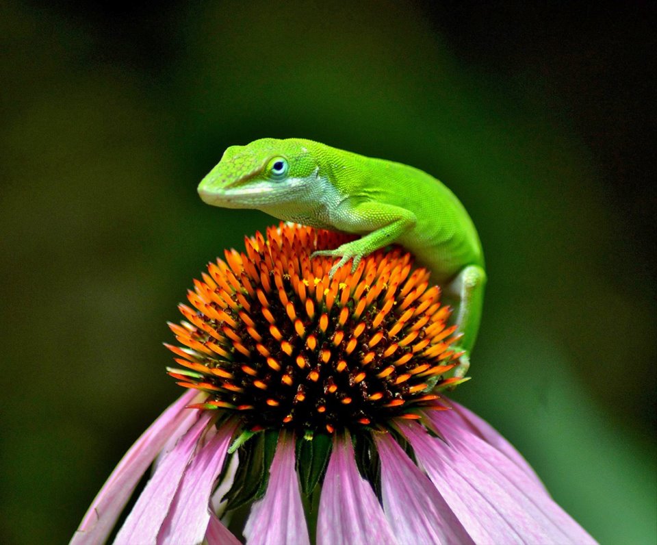 SCWF Seeks Executive Director