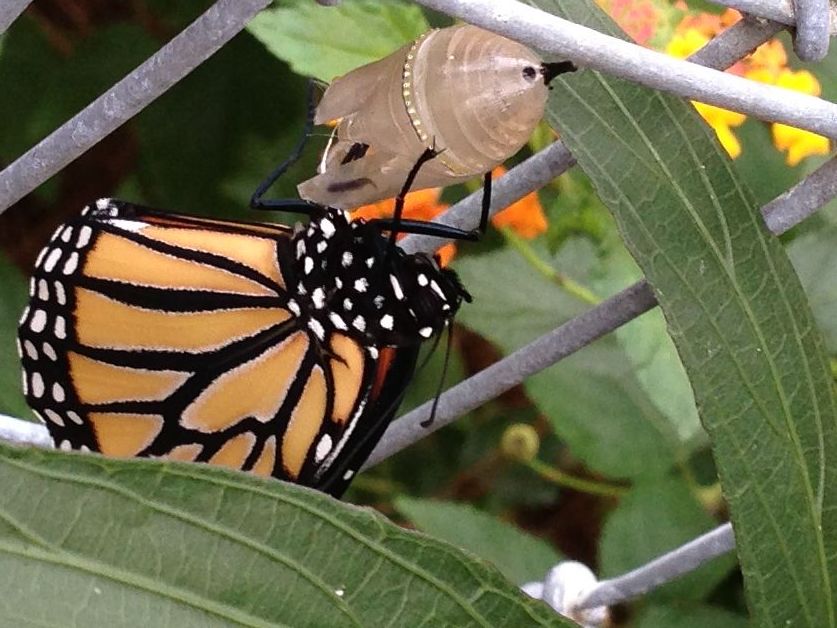 Raising Monarchs