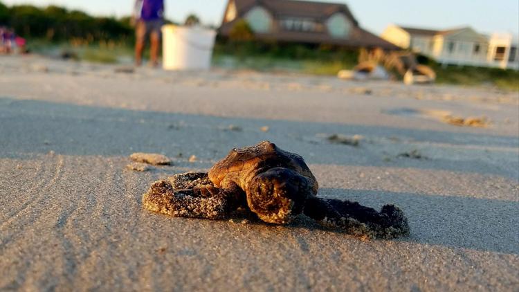 Changing Climate Impacts SC Wildlife