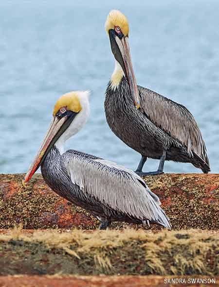 SCWF Highlighted in NWF Magazine