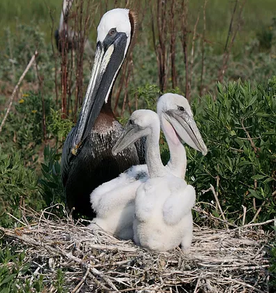 Help Support Shorebird Nesting