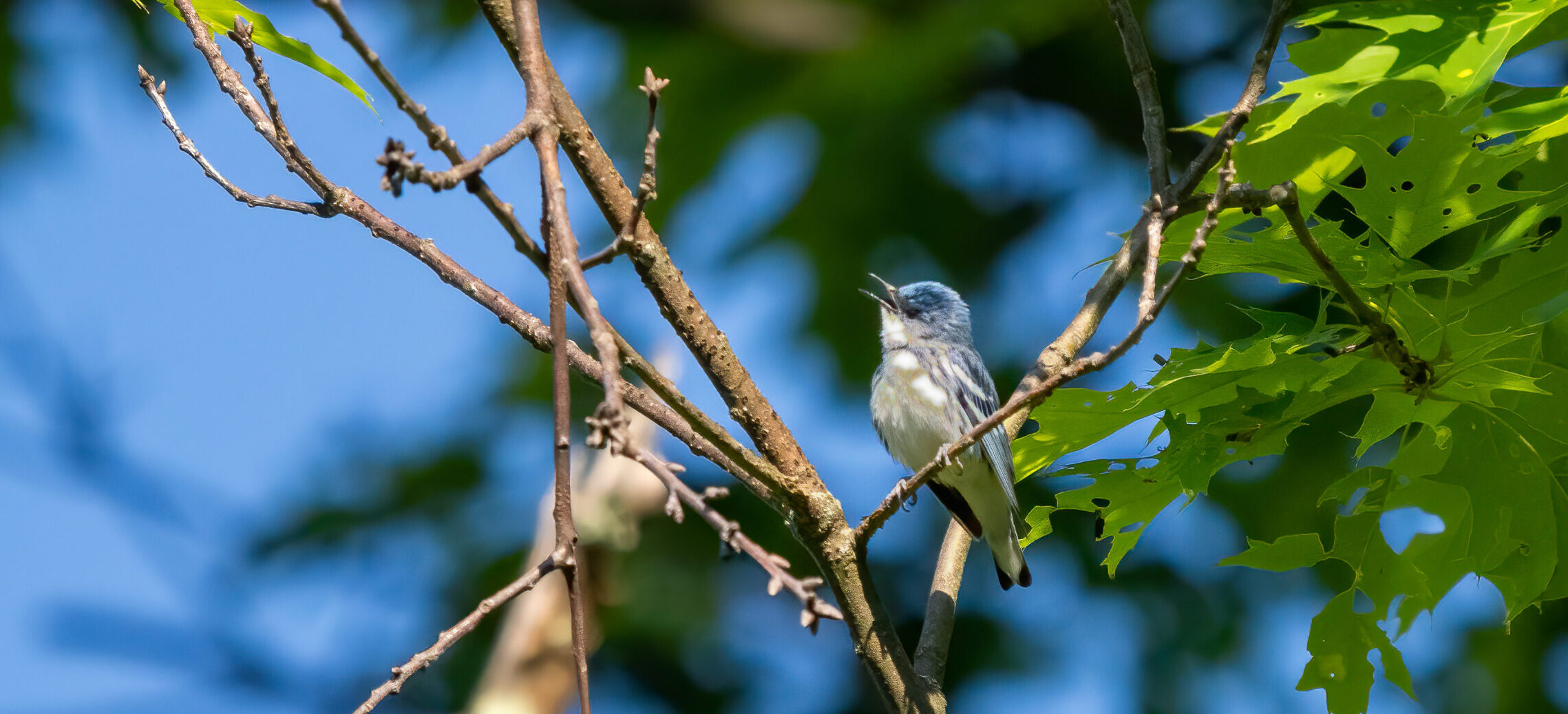 Palmetto Pro Birders: Blue Ridge Parkway