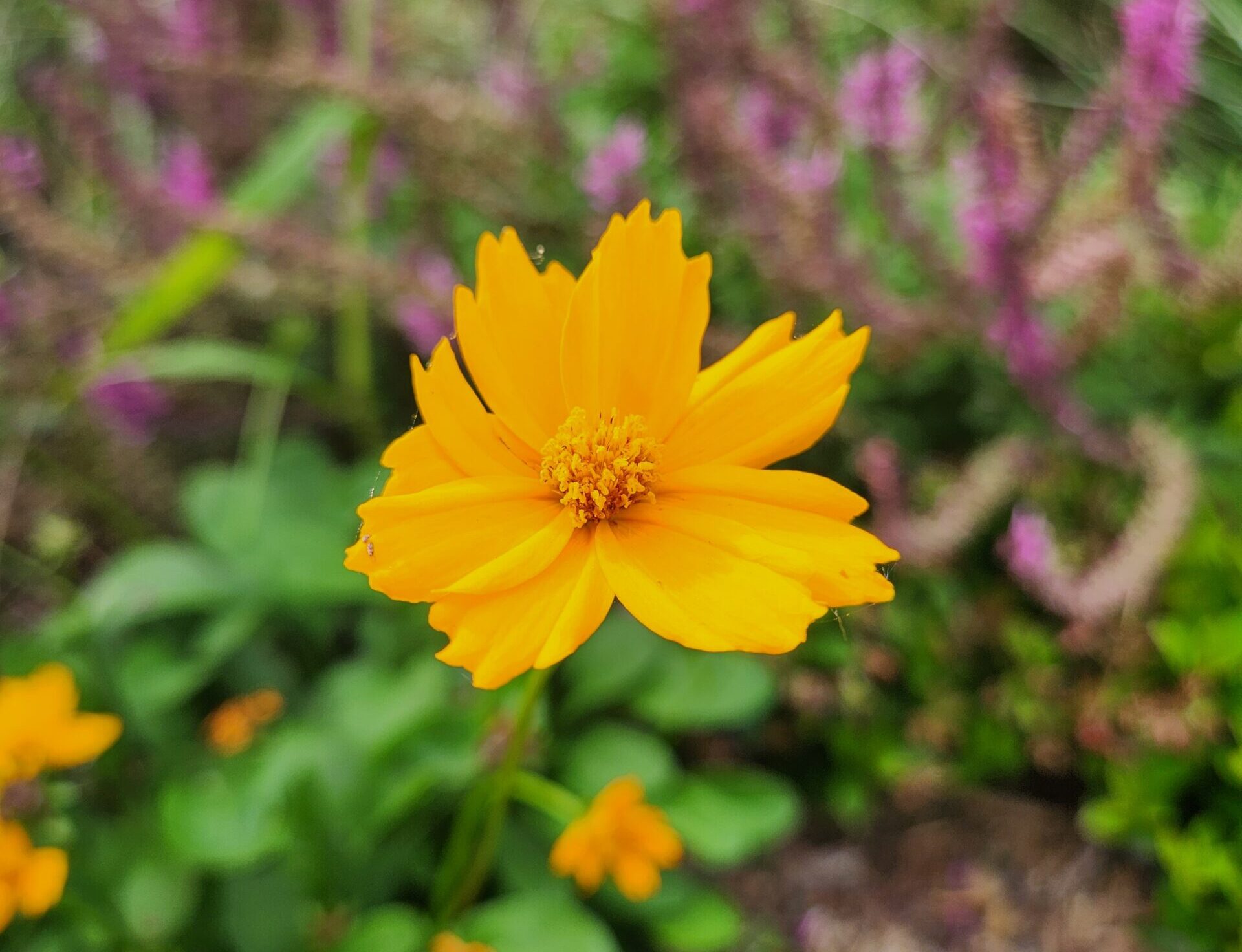 Native Plant Resolution Passes!