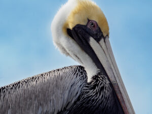 Brown Pelican by Jennifer Plunket.