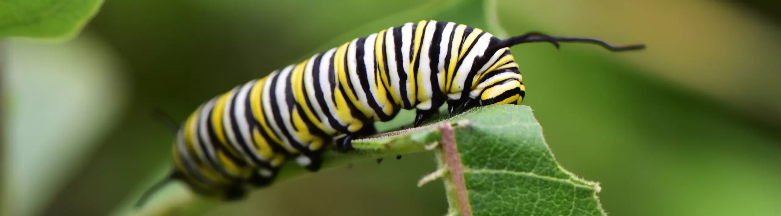 The 2025 Milkweed for Monarchs Program: a decade of impact in South Carolina