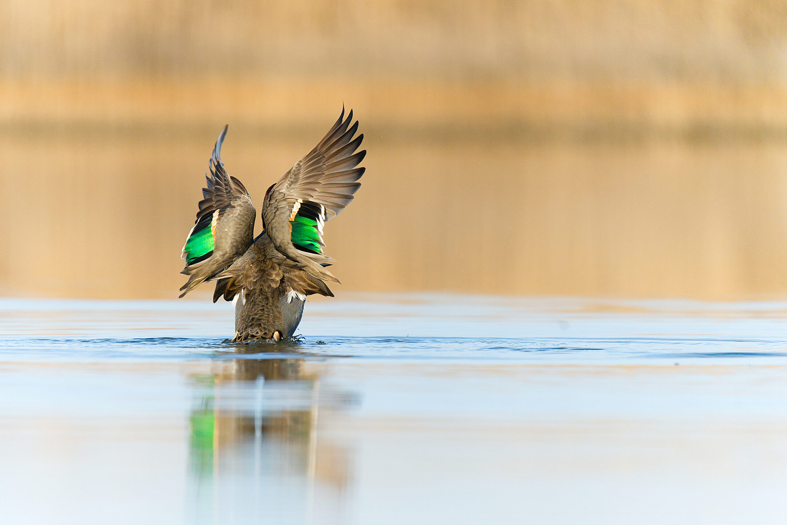 Protect Wildlife Together!