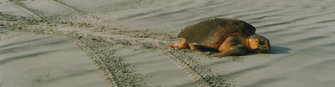 In rapidly developing SC, a planned change to the Endangered Species Act raises alarms