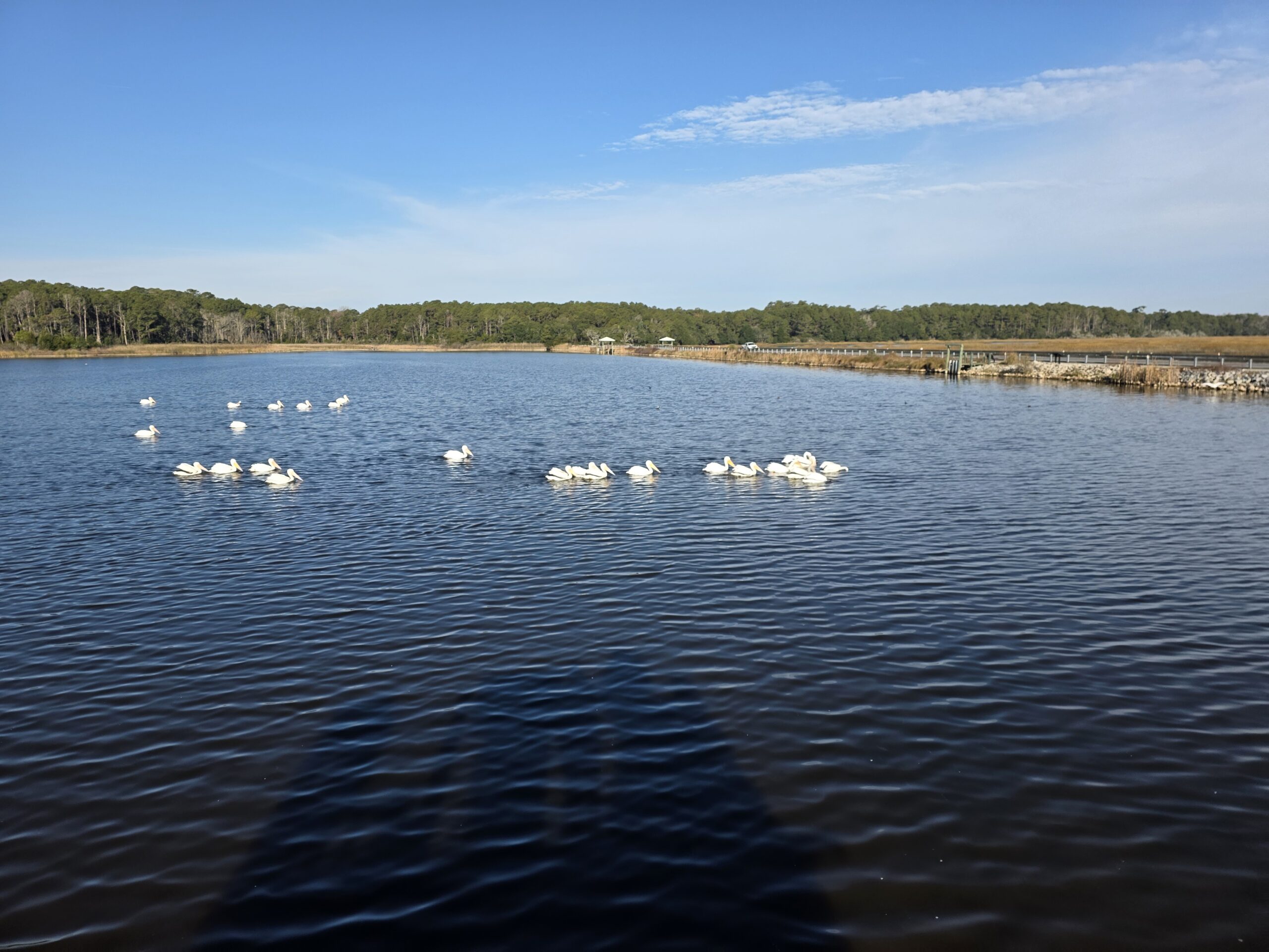 Palmetto Pro Birders at Huntington Beach State Park