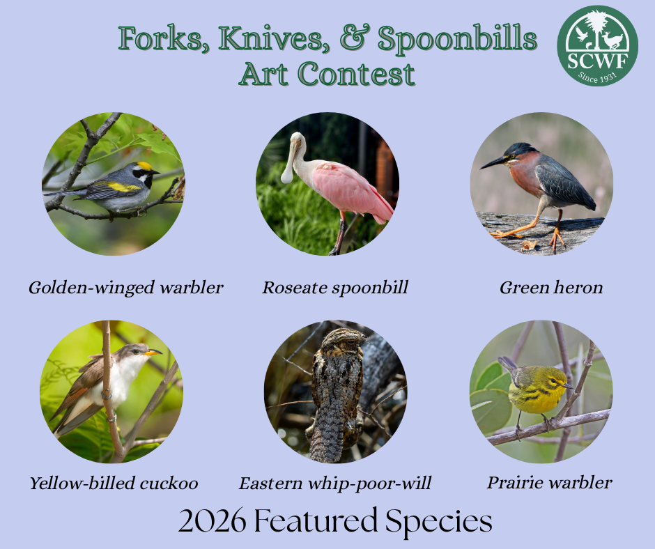 Forks, Knives, & Spoonbills Art Contest