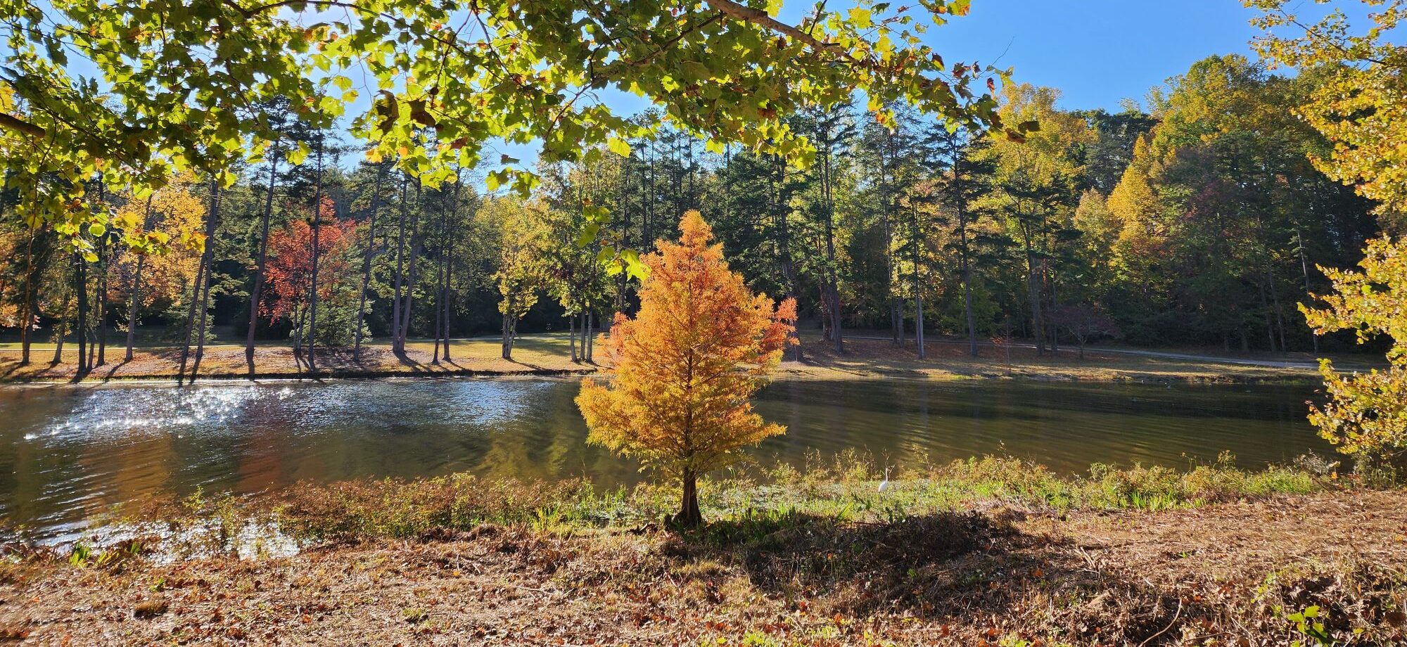 Governor McMaster prioritizes land conservation