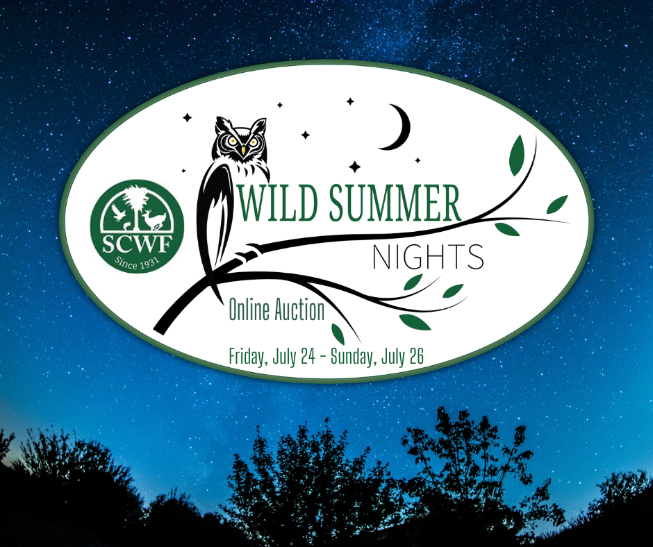 2026 Wild Summer Nights Online Auction