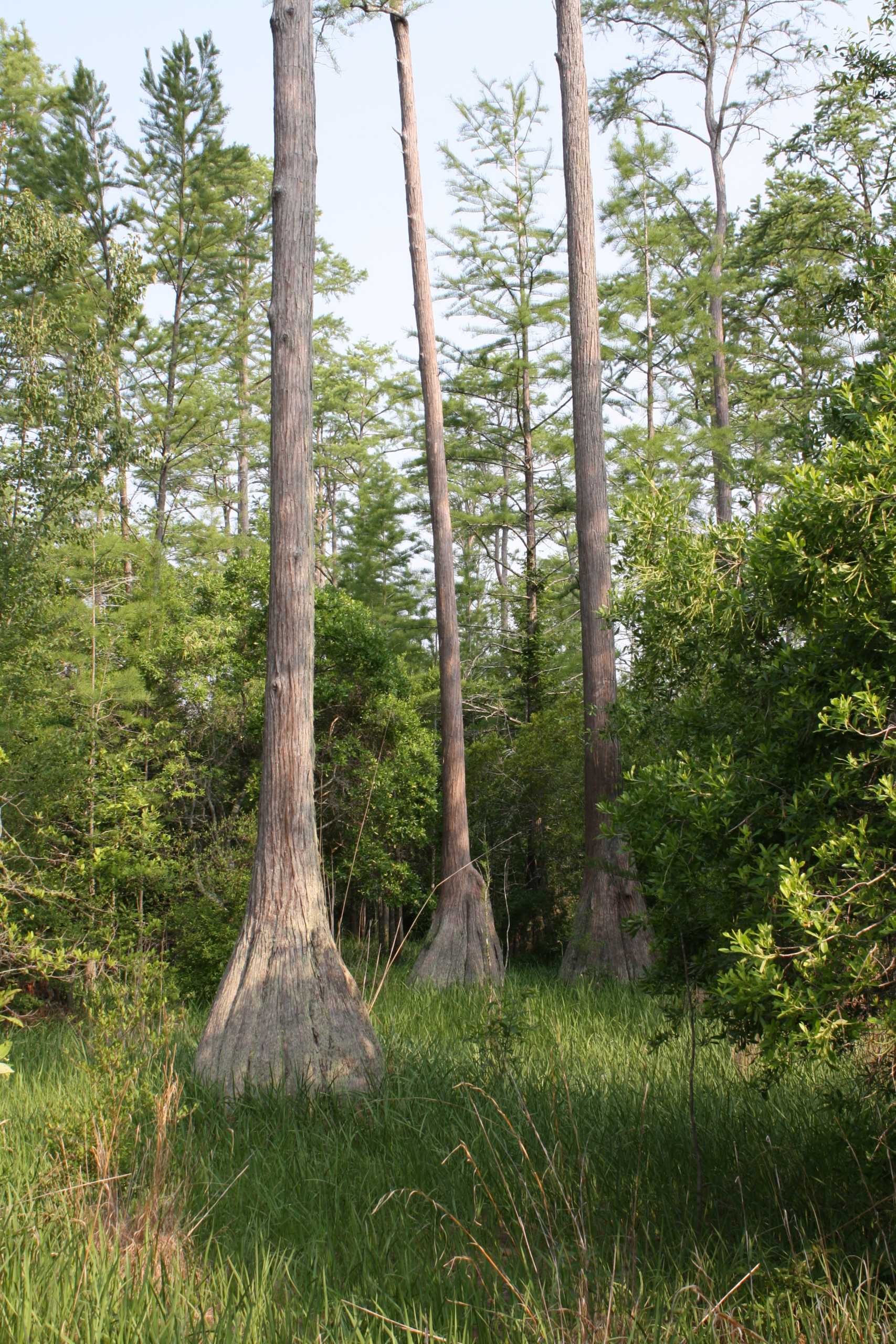 Carolina Bay Workshop