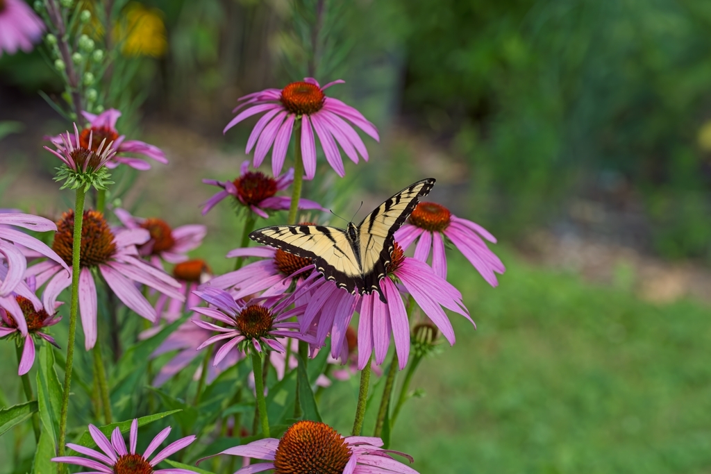 Legalizing the Right to Grow Native Plants