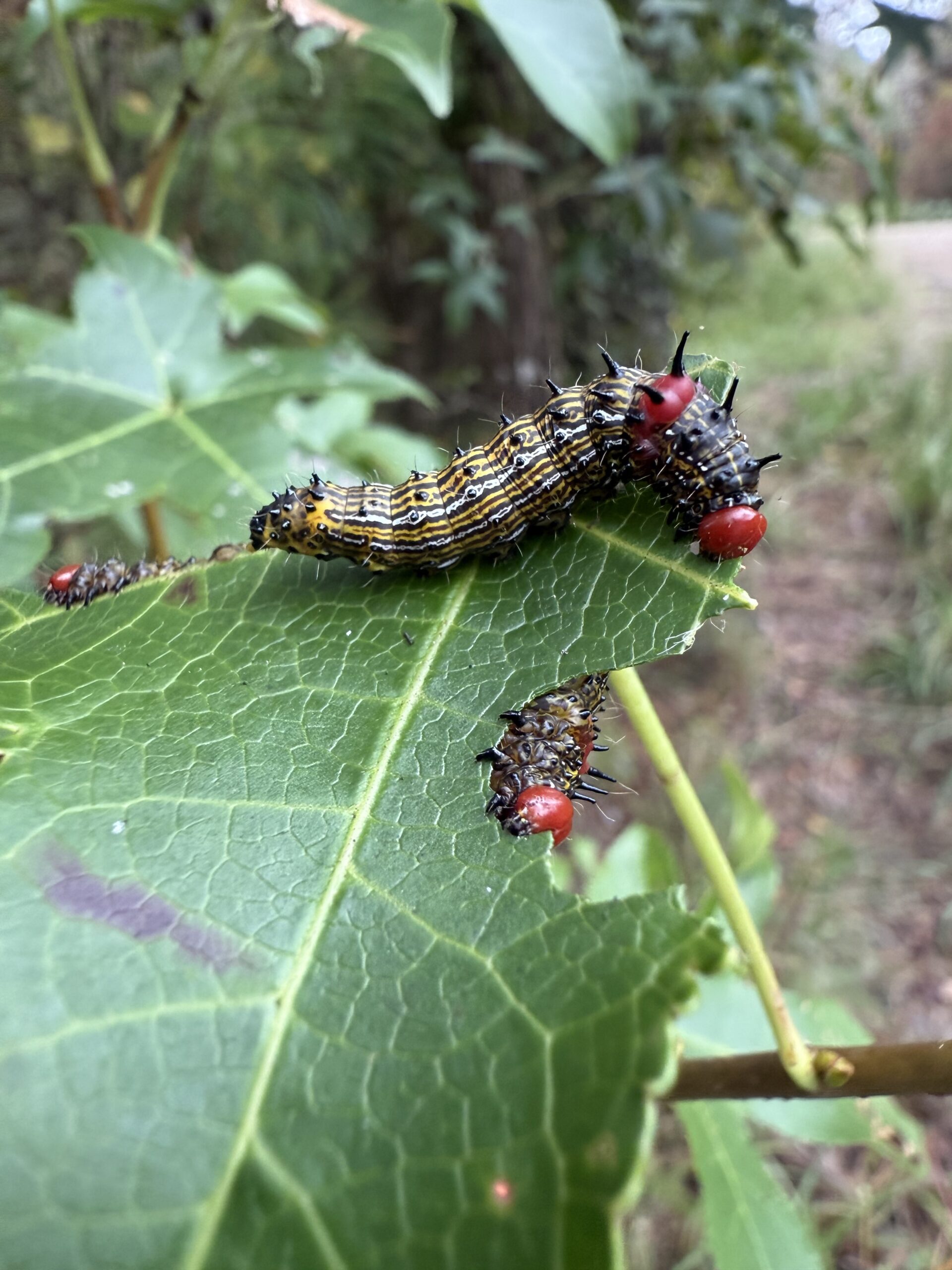 Things that Flutter & Gorgeous Caterpillars at SCWF Sumter Property