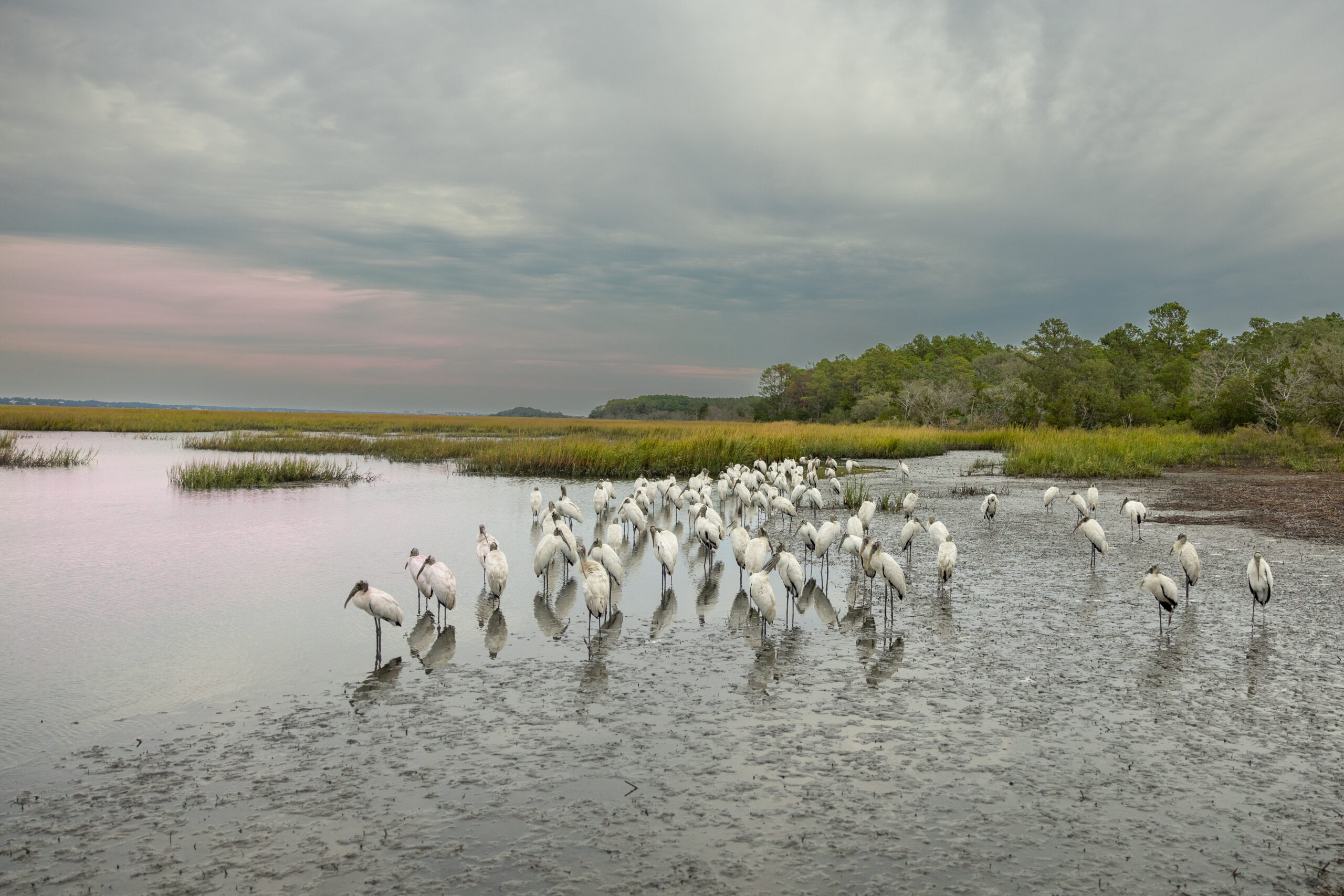 SCWF joins the National Wildlife Federation and other state affiliates in a lawsuit to uphold the Endangered Species Act