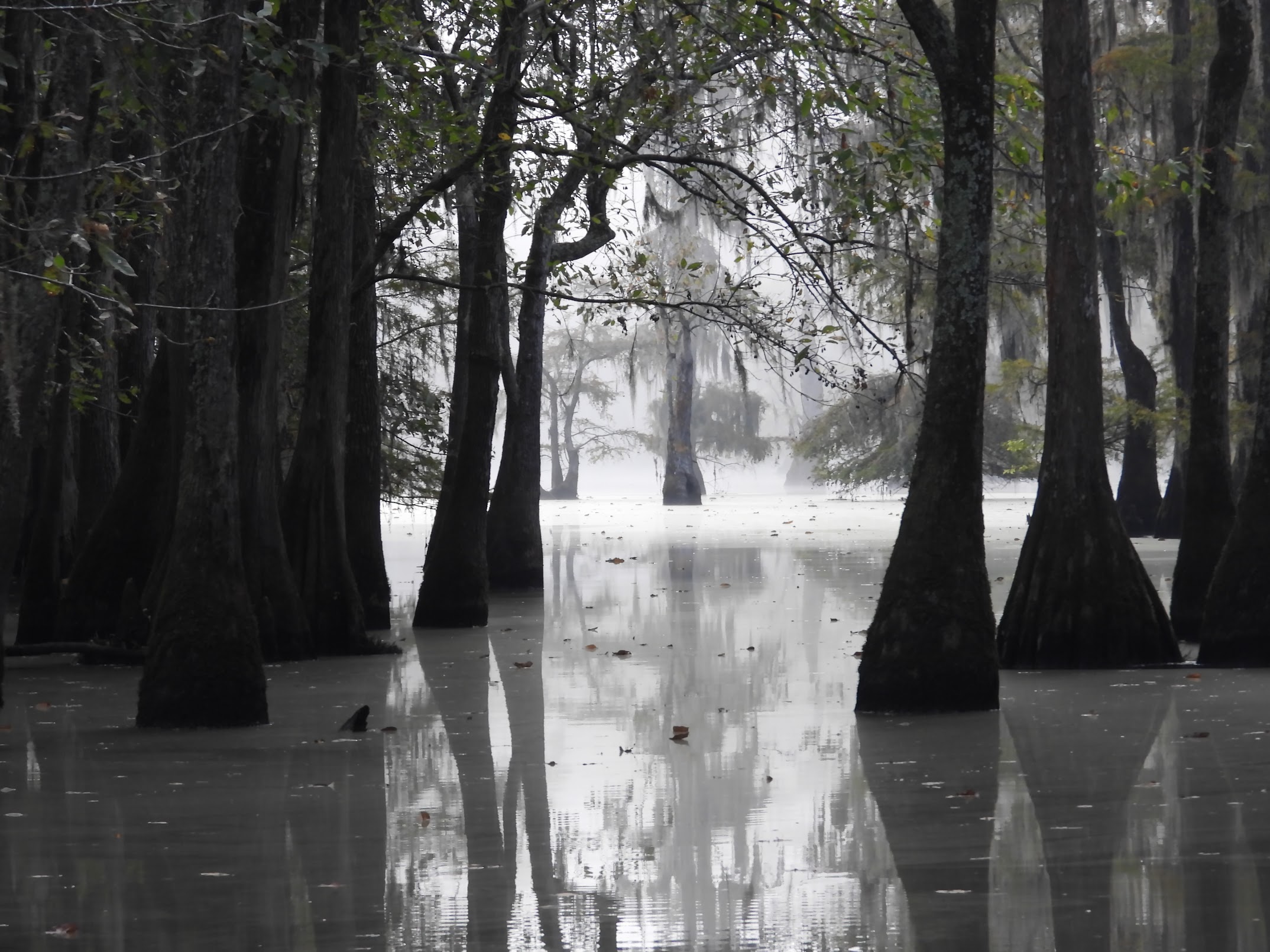 Palmetto Pro Birders: Sparkleberry Paddle