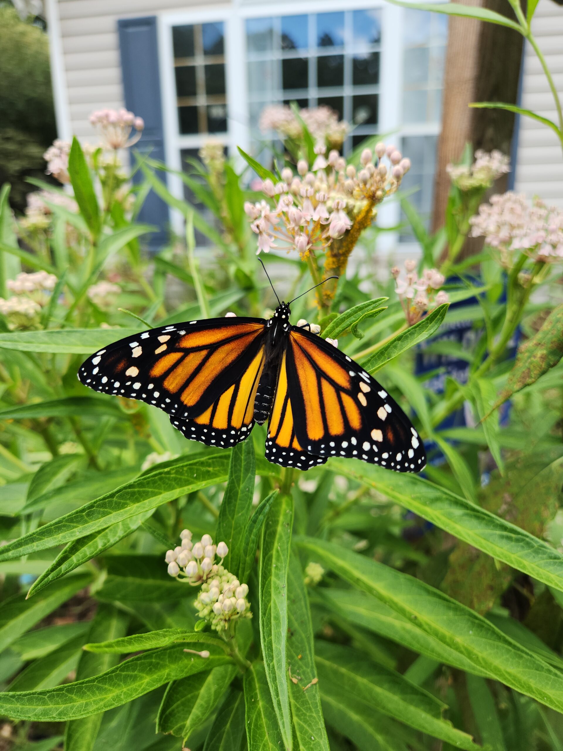 Milkweed for Monarchs Program 2026 Follow-Up