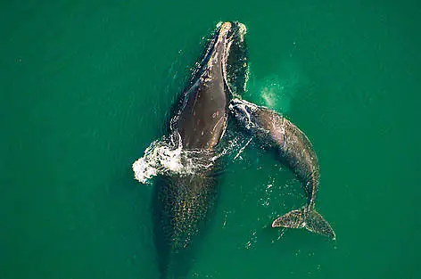Offshore tests a risk for whales