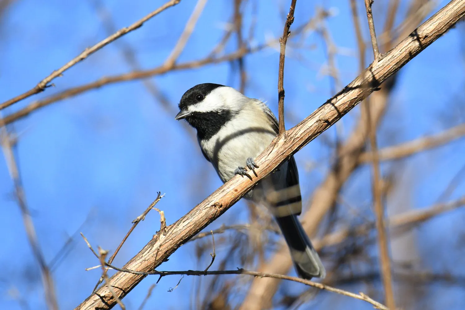 Community Feature: Naturalist Zach Steinhauser provides nesting boxes to Fourteen Mile Creek in Lexington, S.C.